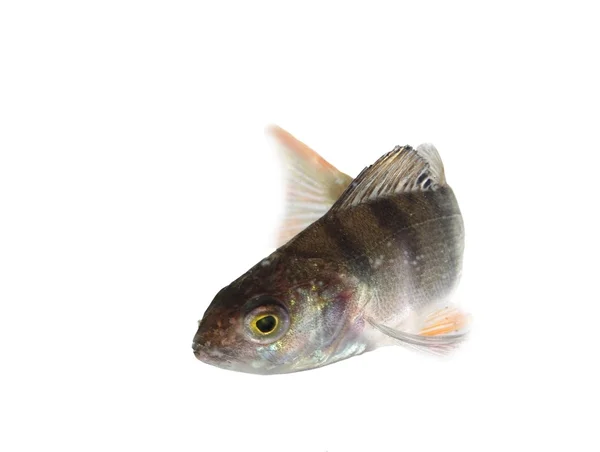 Fischbarsch — Stockfoto