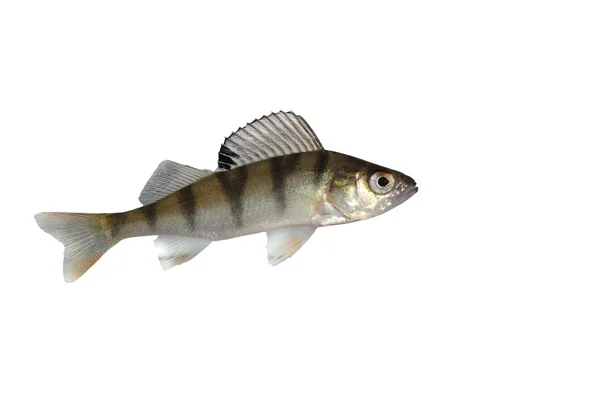 Рыбный окунь — стоковое фото