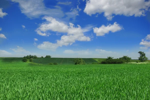 Зеленое поле и луг — стоковое фото