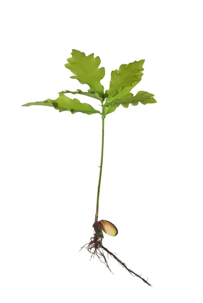 Small oak — Stock Photo, Image