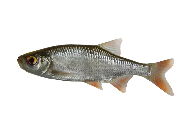 Fish rudd — Stock Photo, Image