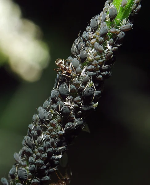 Aphises roślin — Zdjęcie stockowe