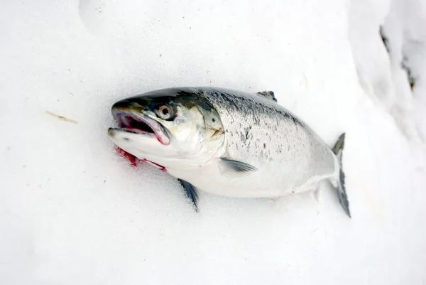 在雪上的三文鱼 — 图库照片