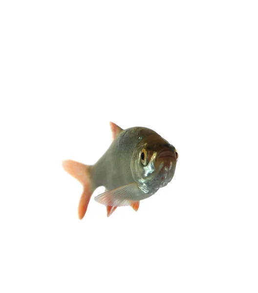 Scorfano di pesce — Foto Stock