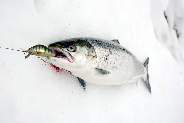 Somon balığı yemi üzerinden — Stok fotoğraf