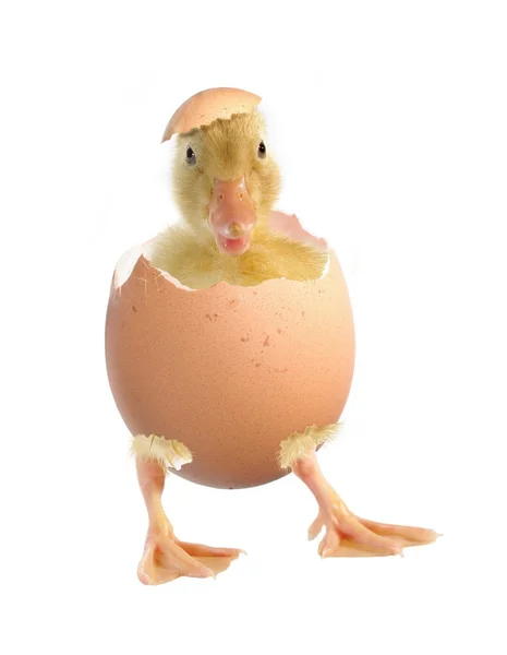 Yavru ördek ve yumurta kabuğu — Stok fotoğraf