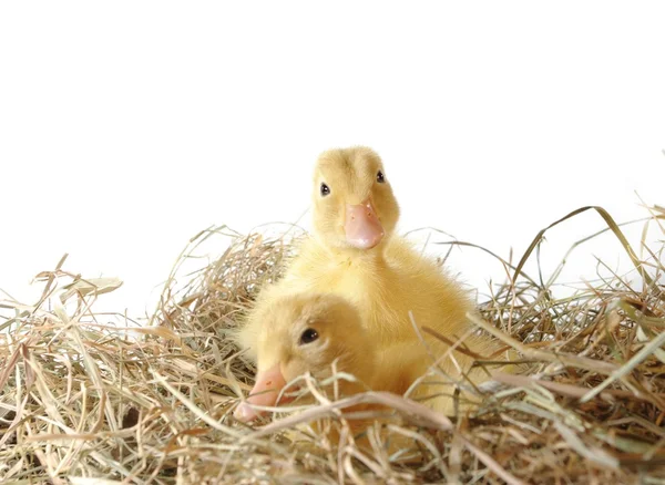 Twee pinda in nest — Stockfoto