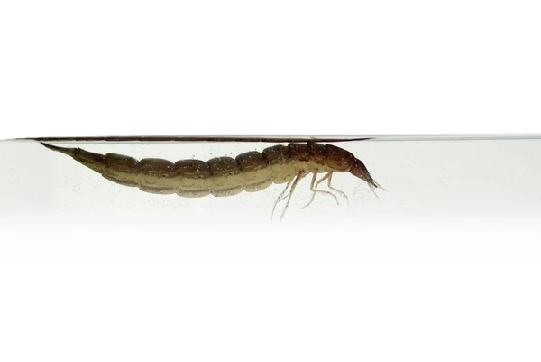 Larva di libellula — Foto Stock