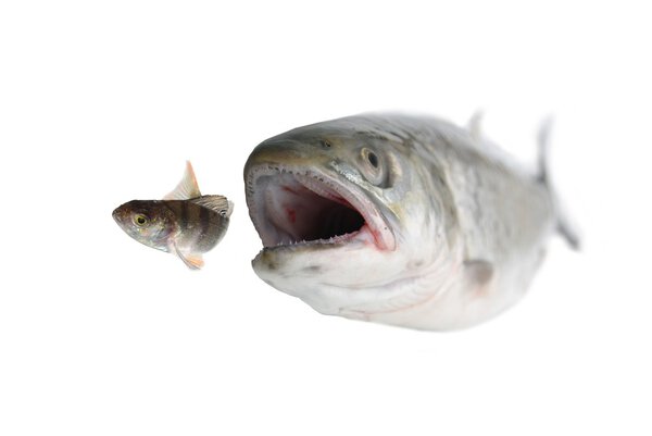 Погоня за трофеем
