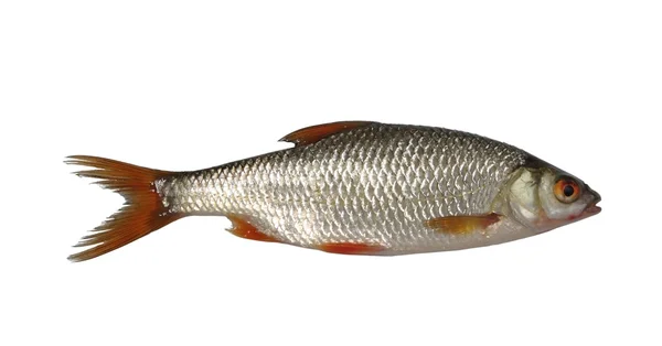 Рыбный таракан — стоковое фото