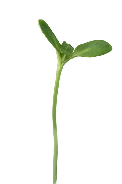 Büyüyen ayçiçeği — Stok fotoğraf