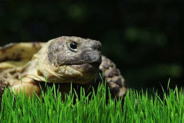 Gräsmark sköldpadda — Stockfoto