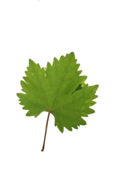 Grön druva blad — Stockfoto