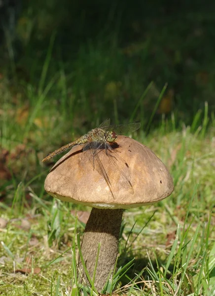 Sitter på svamp dragon-fly — Stockfoto