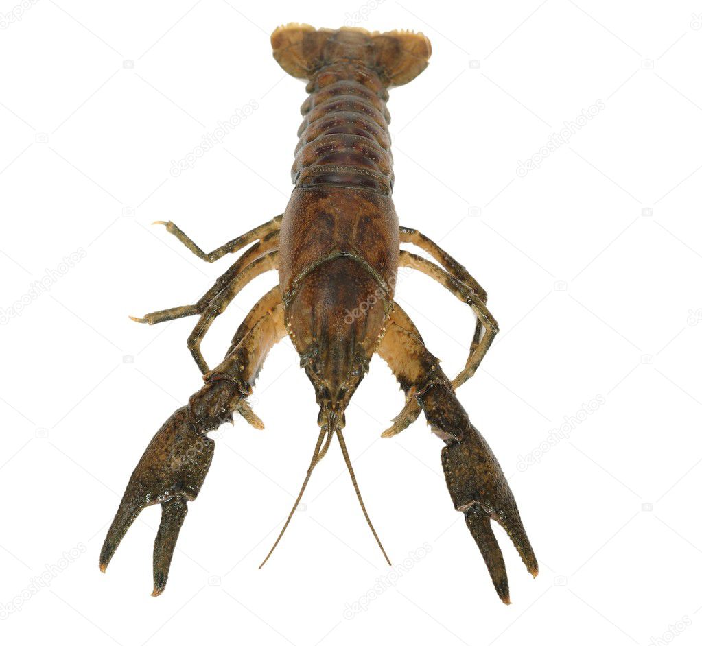 Big crayfish