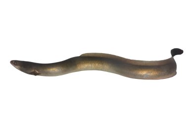 Long eel clipart