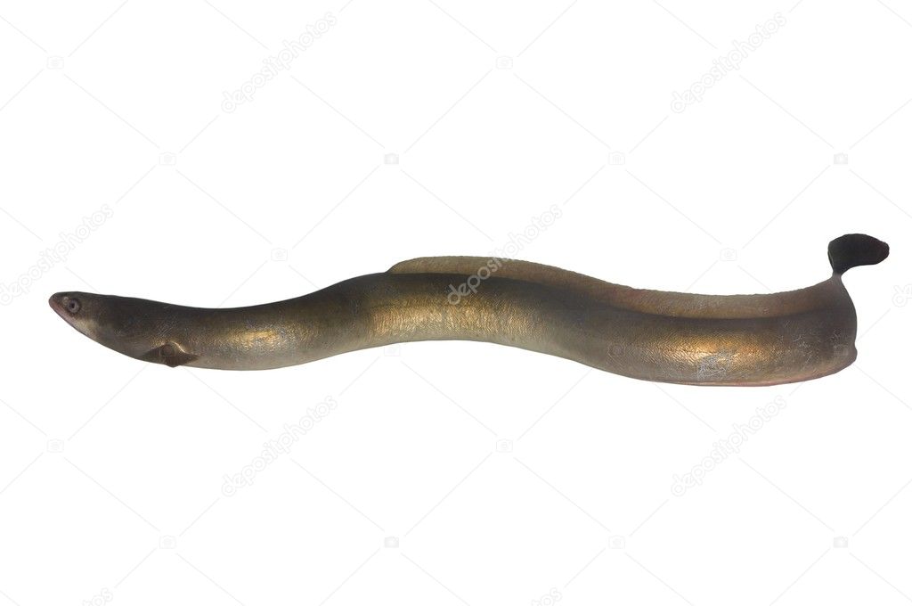 Long eel