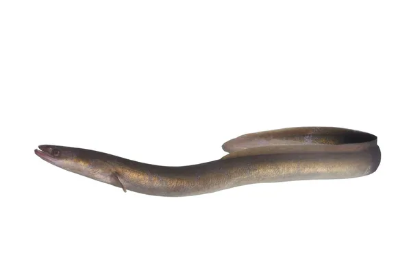 Enguia longa — Fotografia de Stock