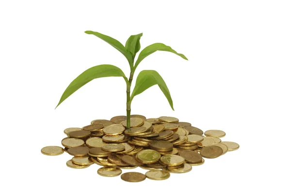 Plant and coin — Stock Photo, Image
