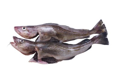 Codfish clipart