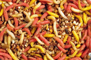 Sinek 's renkli larva