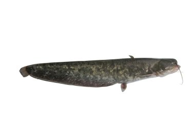 Big catfish clipart