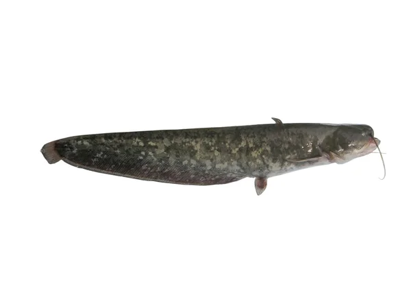 Big catfish — Stock Photo, Image