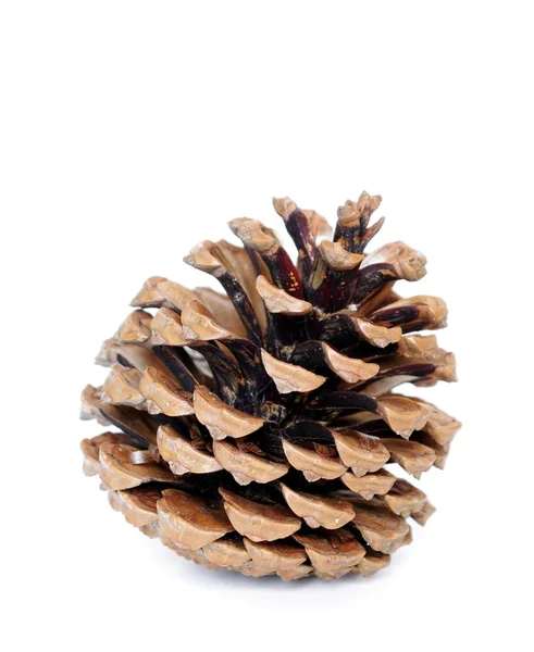 stock image Pine cone