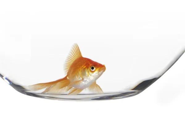 金の魚の水槽 — ストック写真
