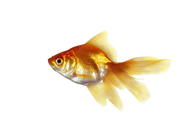 Золота Риба — стокове фото