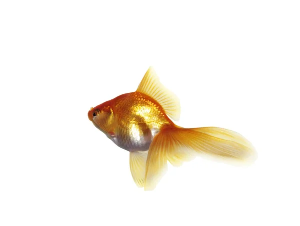 黄金鱼 — 图库照片