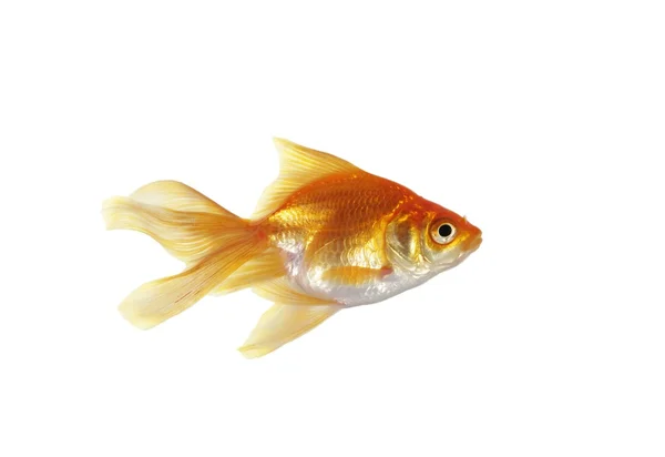 Peixe dourado — Fotografia de Stock
