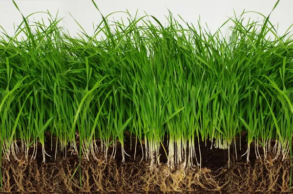 Gras von den Wurzeln — Stockfoto