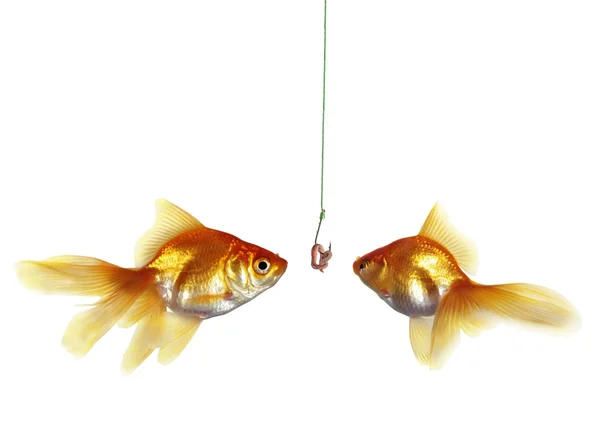 Золотая рыба и земляной червь — стоковое фото