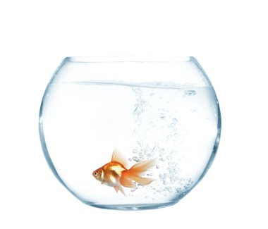 Gold fish in aquarium clipart