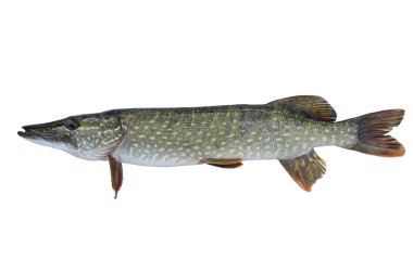 Long Pike clipart