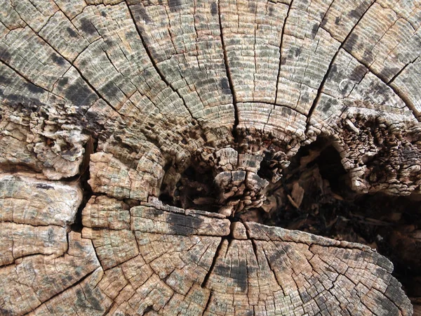 Vecchio tronco — Foto Stock