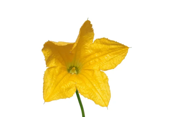 Flor de calabaza — Foto de Stock