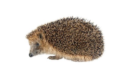 Sitting hedgehog clipart