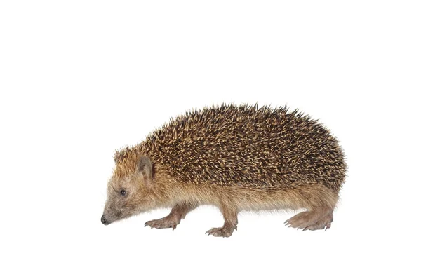Moving hedgehog — Stock Photo, Image