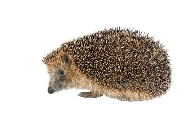Sitting hedgehog — Stock Photo, Image