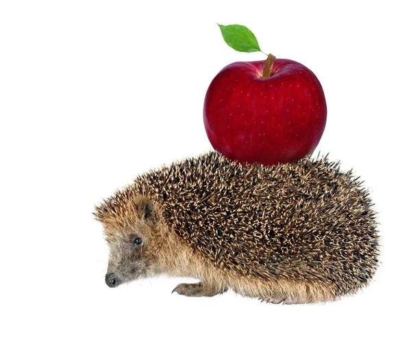 Sitting hedgehog with apple — Stock Photo, Image