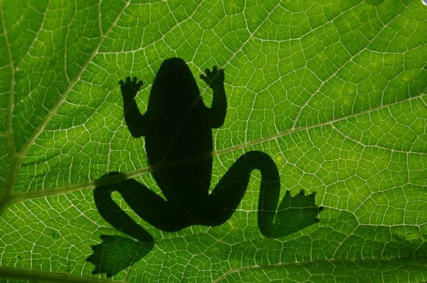 Frog's schaduw — Stockfoto