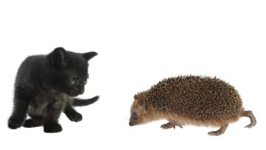 Hedgehog and cat clipart