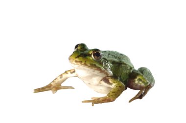 Sitting frog clipart