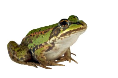 Green frog clipart