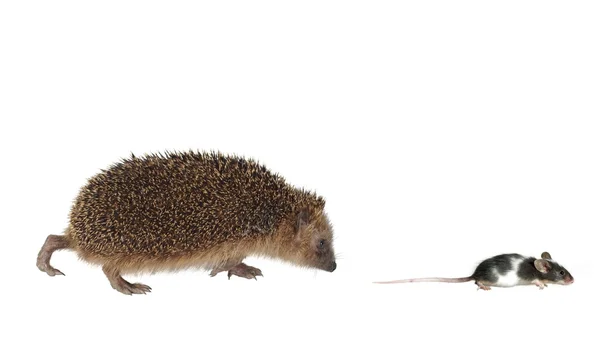 Chasing mouse hedgehog — Stock Photo, Image