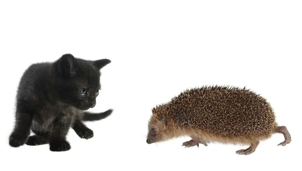 Hedgehog and cat — Stock Photo, Image