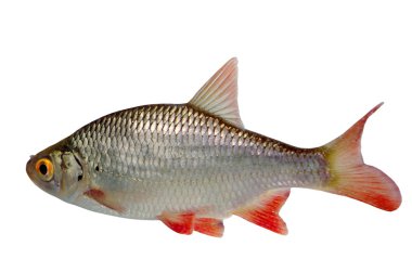 Fish roach clipart