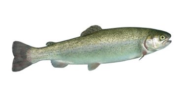 Alive rainbow trout clipart